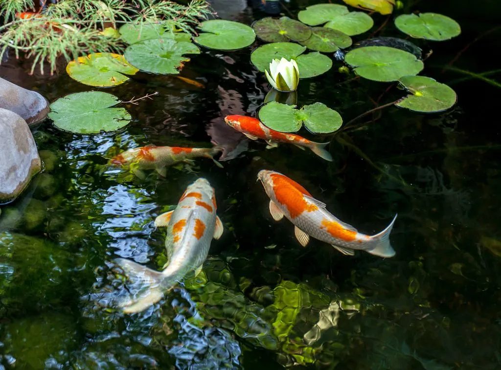 6 Things You’ll Want To Know Before Buying Koi